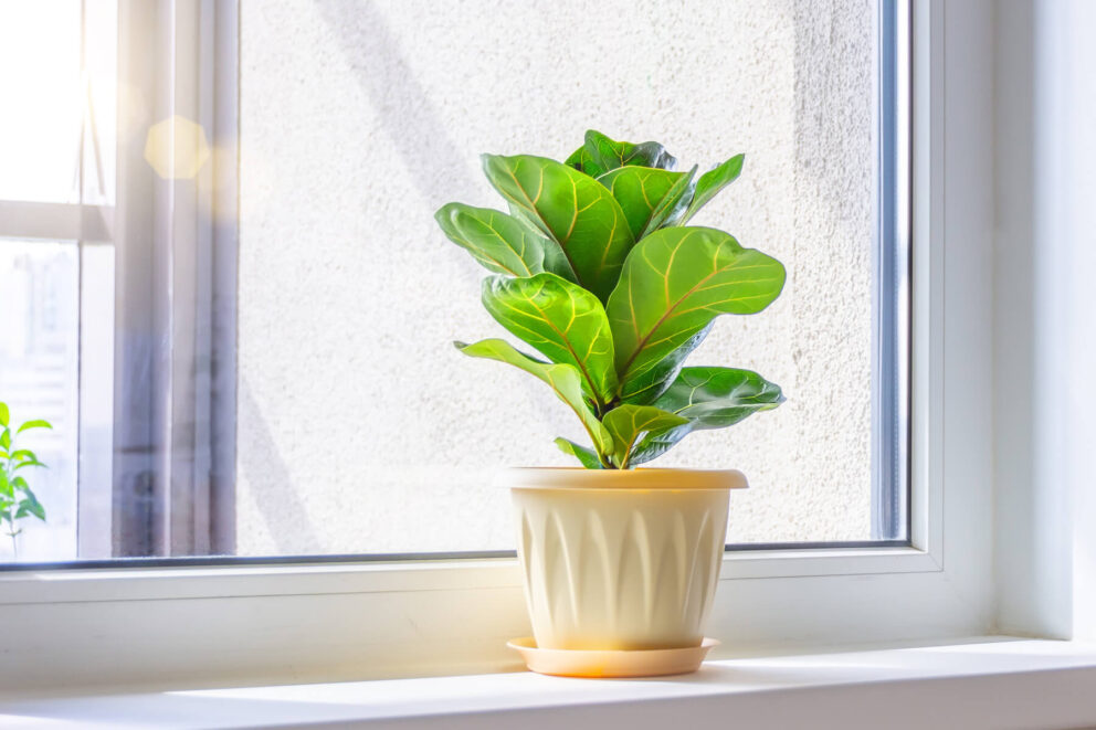 A plant on the windowsill